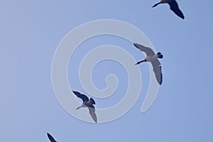 Canada geese flying in formation