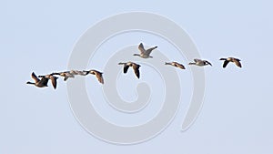 Canada geese flying in a line