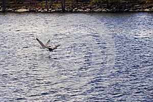 Canada Geese Flying Low Over Water