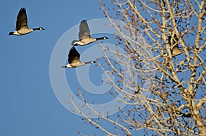 Canada Geese Flying Low Over the Winter Trees