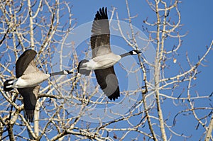Canada Geese Flying Low Over the Winter Trees