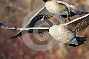 Canada Geese Flying Through Marsh