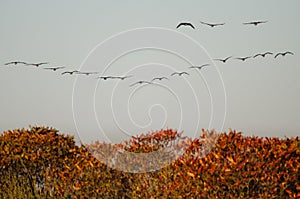 Canada Geese Flying Over the Autumn Countryside