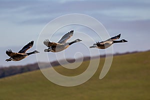 Canada Geese Flying over the South Downs in Sussex