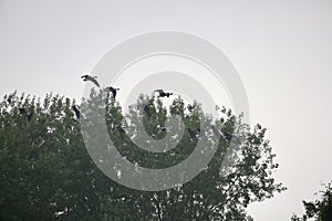 Canada geese flying over tree tops