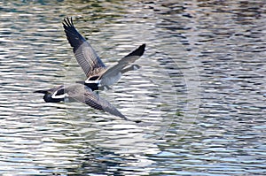 Canada Geese Flying Over Water