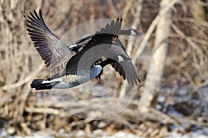 Canada Geese Flying Over a Winter River