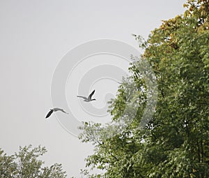 Canada geese flying past trees