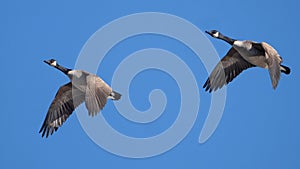 Canada Geese in Formation