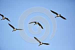 Canada geese formation flight