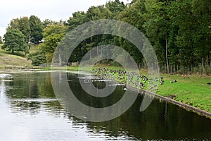 Canada Geese, Fountains Abbey and Studley Royal Water Garden, nr Ripon, North Yorkshire, England, UK