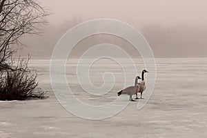 Canada geese on a frozen lake