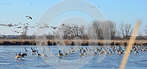Canada Geese on frozen pond, Peter Exner Nature Preserve photo