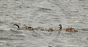 Canada Geese and gaggle of goslings swimming