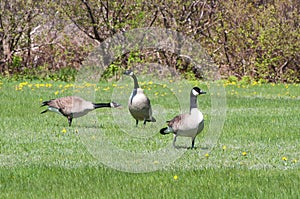 Canada Geese