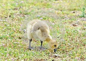 Canada Geese gosling eating grass in city park