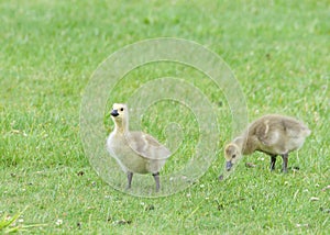 Canada Geese Gosling eating green grass in city park