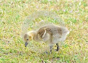 Canada Geese Gosling eating green grass in city park