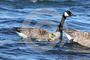 Canada Geese and a Gosling Swimming Together