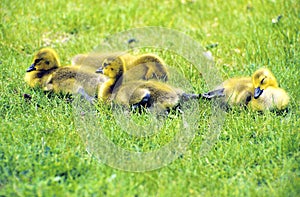 Canada Geese Goslings  15879