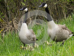 Canada geese with goslings