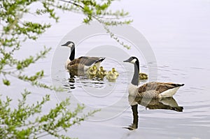 Canada geese with goslings