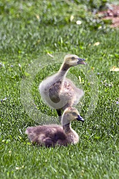 Canada Geese goslings photo