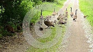 Canada Geese with Goslings