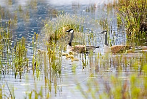 Canada geese and goslings