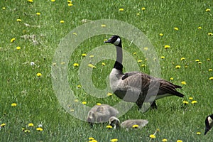 Canada Geese and Goslings-Branta canadensis