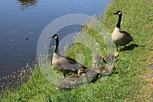 Canada Geese with goslings on canal bank