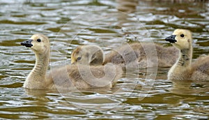 Canada Geese Goslings on fresh water lake.