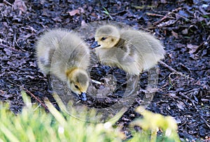 Canada Geese Goslings on fresh water lake.