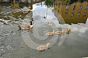 Canada geese and goslings on Regent Canal near the Mile End Park in London England United Kingdom