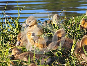 Canada Geese Goslings