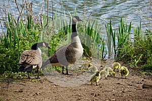 Canada geese with goslings in West Stow Country Park, Suffolk