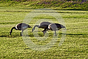 Canada geese graizing on Green Grass, Canyon, Texas.