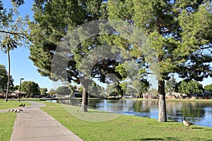 Canada geese graze on grass in Dos Lagos Park, Glendale, AZ