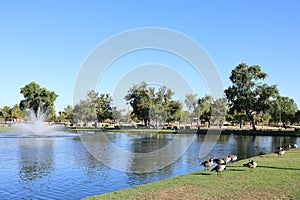 Canada geese graze on grass in Dos Lagos Park, Glendale, AZ