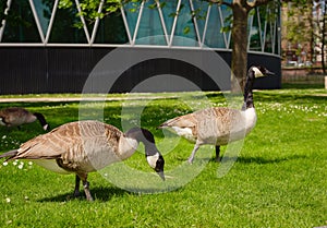 Canada Geese grazing grass in Frankfurt am Main