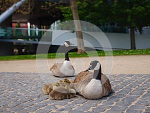 Canada Geese grazing grass in Frankfurt am Main