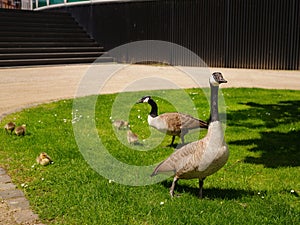 Canada Geese grazing grass in Frankfurt am Main