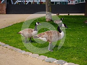 Canada Geese grazing grass in Frankfurt am Main