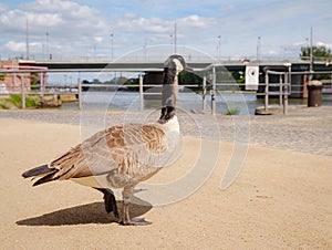 Canada Geese grazing grass in Frankfurt am Main