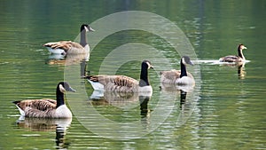 Canada geese group and great crested grebe swimming on lake