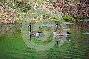 Canada geese group of large wild geese species