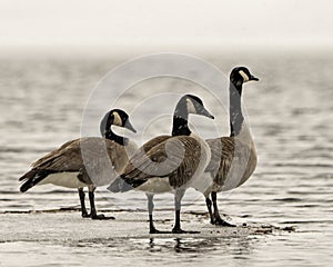 Canada Geese Photo and Image. On ice water in the springtime with falling snow in their environment and habitat surrounding. Goose