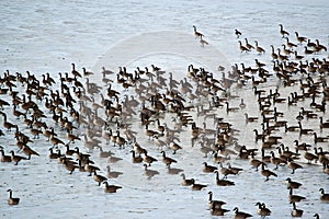 Canada Geese on an Icy Pond