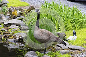 Canada Geese keeping watch near their nest.