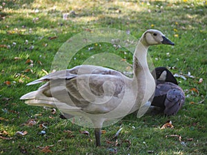 Canada Geese by a Lake